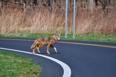 A coyote crosses a two lane road